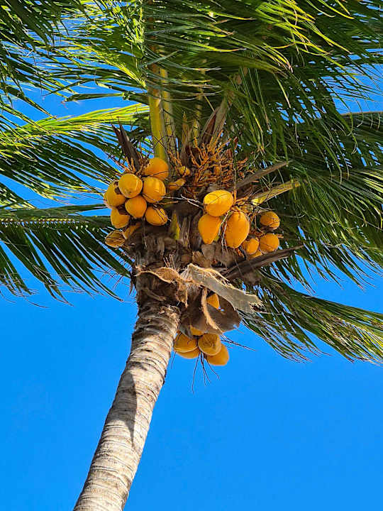 Gartenanlage Hotel Riu Palace Mauritius
