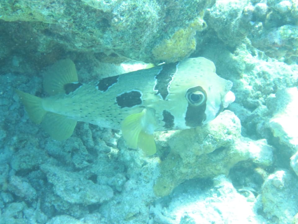 Schnorcheln am Hausriff, Kofferfisch NH Collection Maldives Reethi Resort