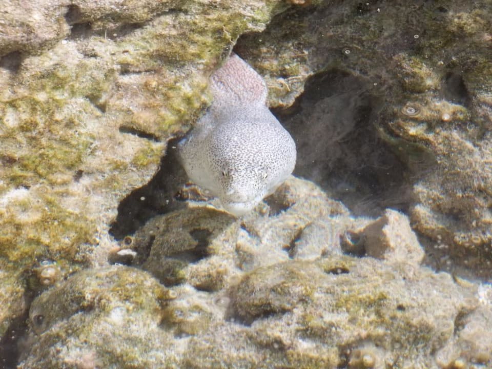 Unterwasserbewohner Adaaran Select Hudhuran Fushi - Premium All Inclusive