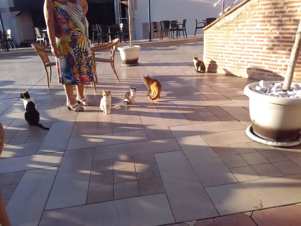 Katzen überall Limak Limra Hotel & Resort