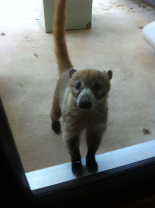 Nasenbär vor unserem Zimmer Blue Diamond Luxury Boutique Hotel