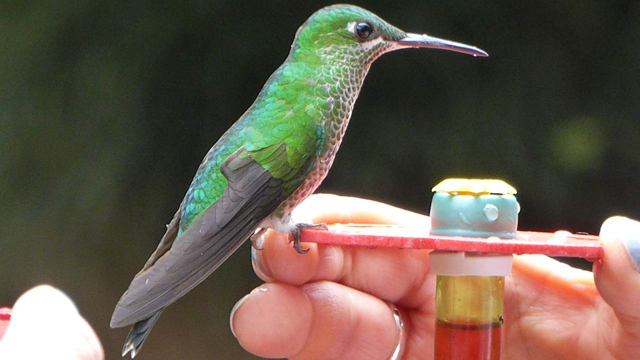 Sonstiges Hotel Peace Lodge