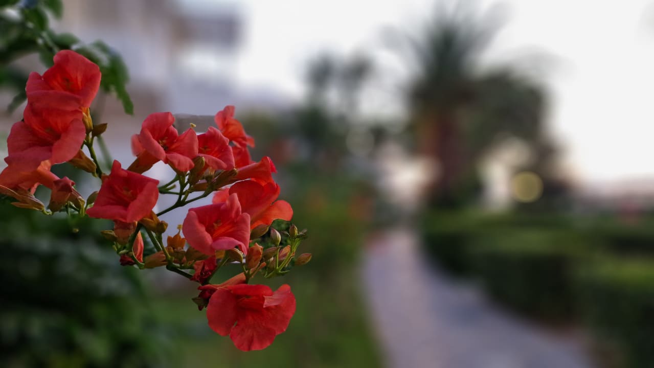Gartenanlage Apollonia Beach Resort & Spa