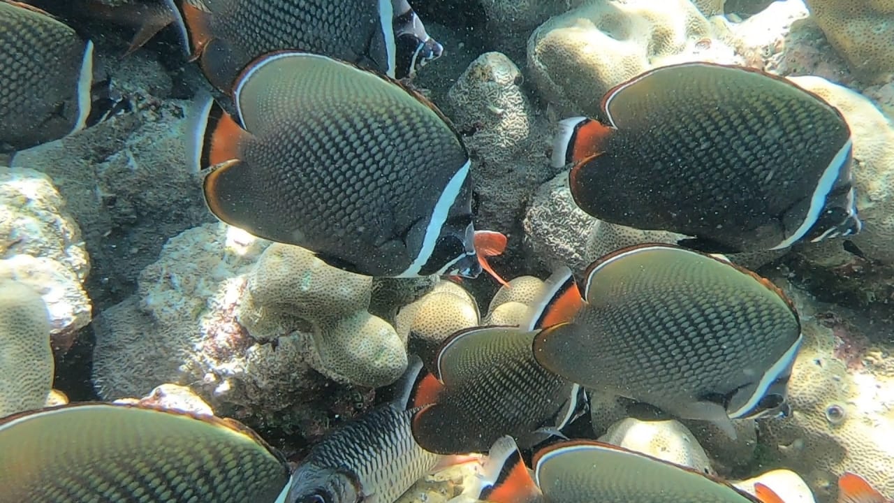 Sport & Freizeit NH Collection Maldives Reethi Resort