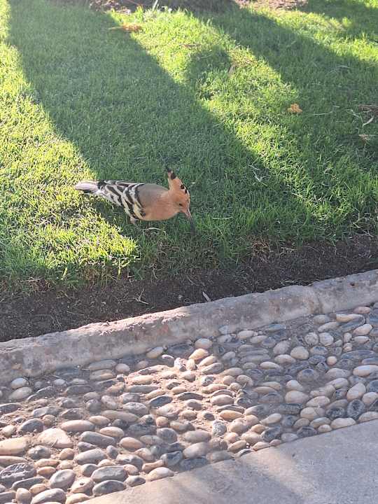 Ausblick Iberotel Casa Del Mar Resort