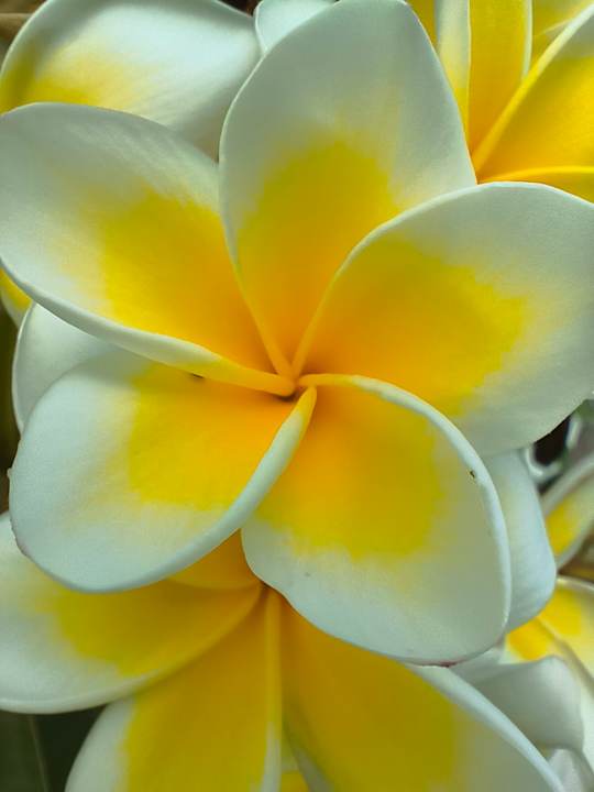 Außenansicht Maritimo Beach Hotel