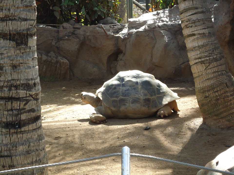 Die Rießen Schildkröte  Apartments La Paz