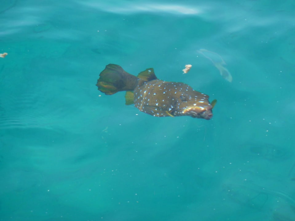 Kugelfisch Beach Albatros Resort