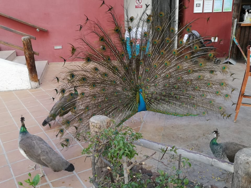 Sonstiges HL Miraflor Suites Hotel