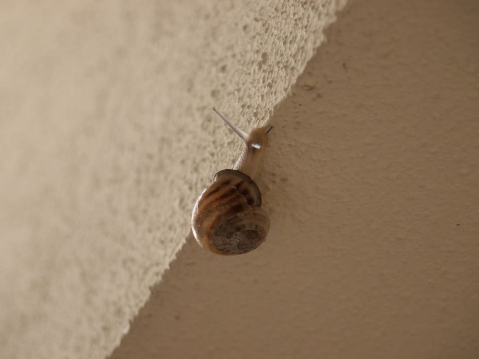 Schnecke auf dem Balkon Hotel Apollon