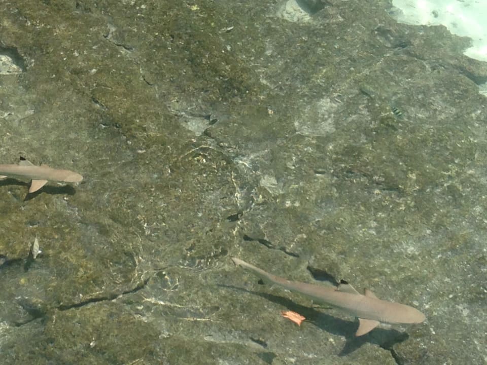 Haifische Ranveli Village