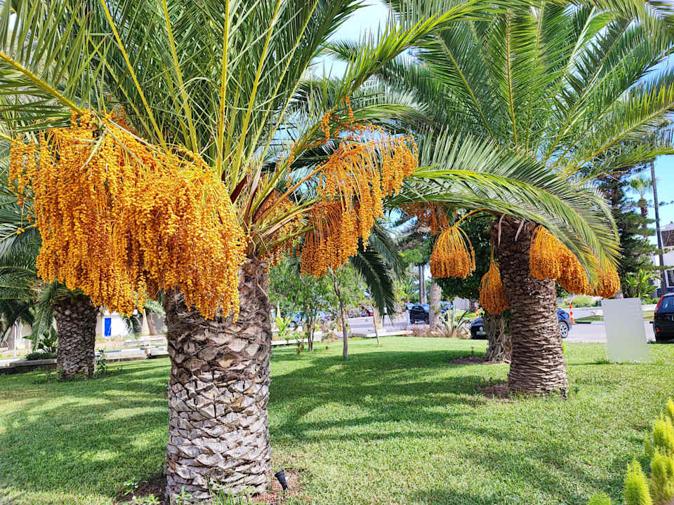 Gartenanlage Iberostar Selection Diar El Andalous