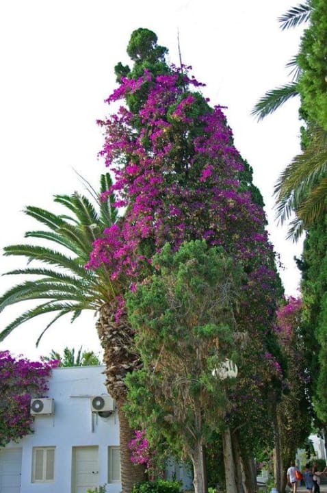 Außenbereich The Orangers Beach Resort and Bungalows