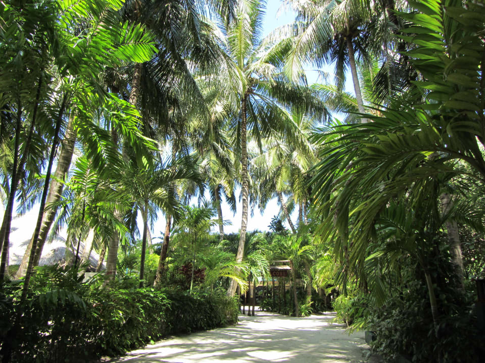 Das Inselinnere Summer Island Maldives