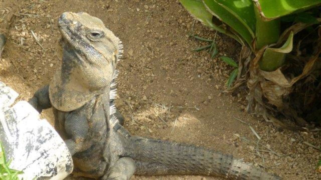 Echse Grand Palladium Select White Sand Resort & Spa