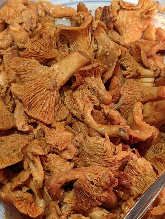 Gastro Acanthus Cennet Barut Collection