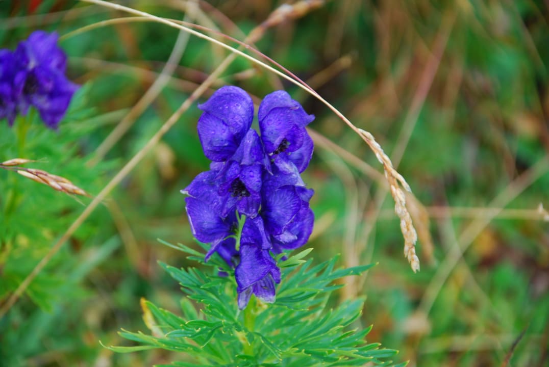 Blumen vor der Hütte Gamskarkogelhütte