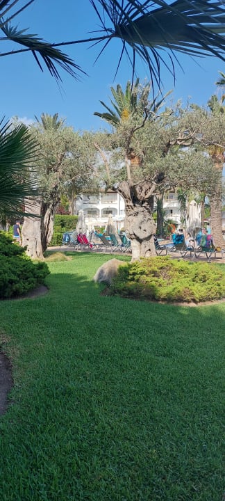 Gartenanlage Alcudia Garden Aparthotel