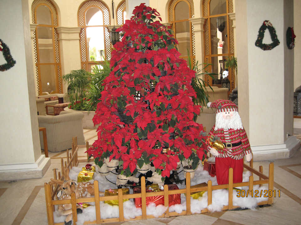 Auch hier kennt man den Weihnachtsmann Ghazala Gardens