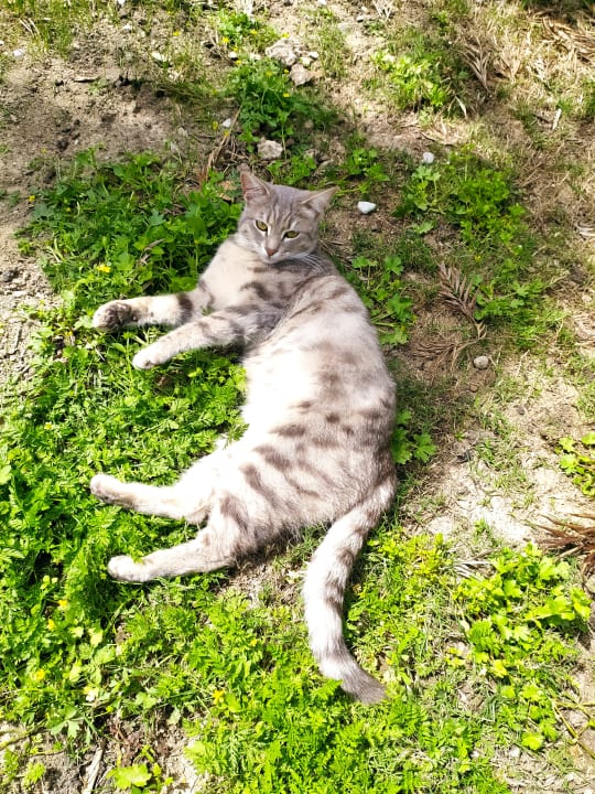 Gartenanlage Hane Family Resort