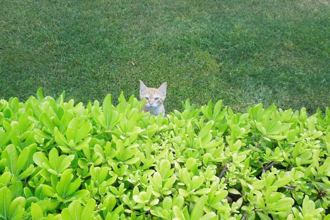 Майский отдых в Миракле Hotel Miracle Resort