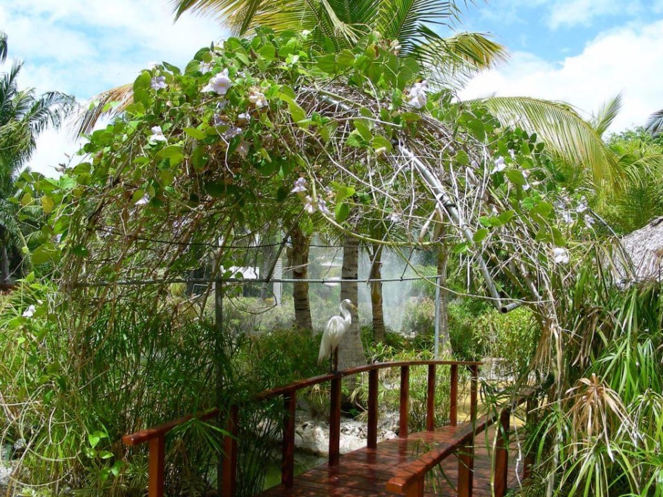 Gartenanlage Catalonia Punta Cana - All Inclusive