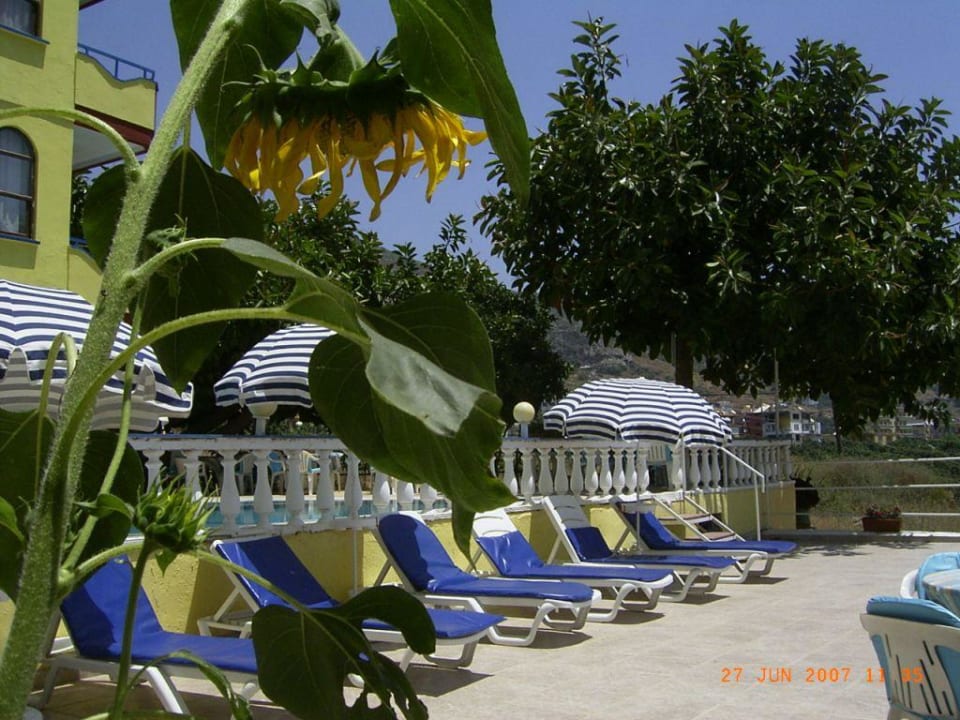Terrasse umgeben von Blumen Hotel Royal