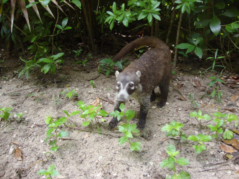Hotel Catalonia Playa Maroma Catalonia Playa Maroma