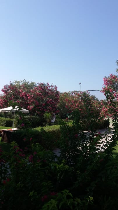 Gartenanlage Hotel Calypso Beach