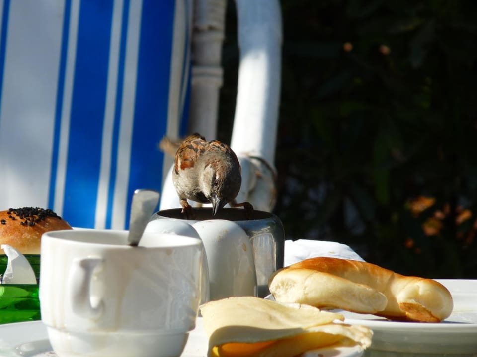 Frühstück am Pool Hotel Gezira Garden