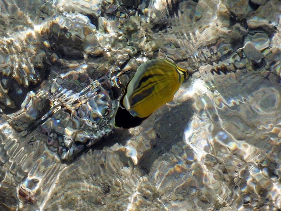 Falterfisch Stella Beach Resort & Spa Makadi Bay