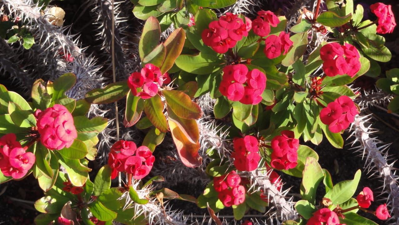 Jardins de l'hôtel Hotel Costa Calero