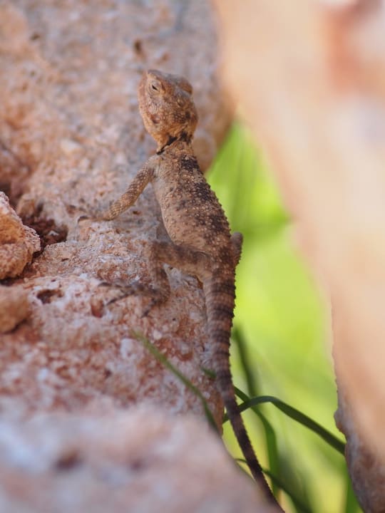 Niegroźna jaszczurka Hotel Kalithea Horizon Royal