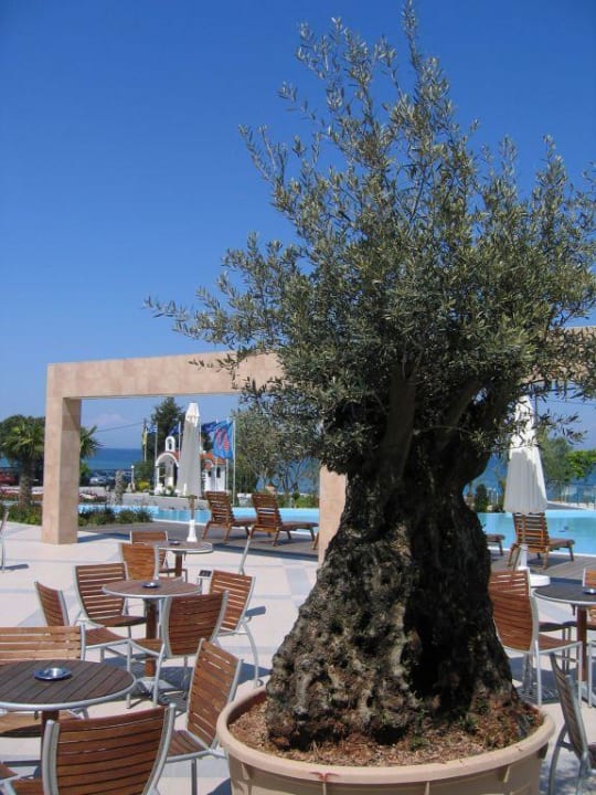 Ein Olivenbaum vor der Lobby alltoura Club Hotel Poseidon Palace