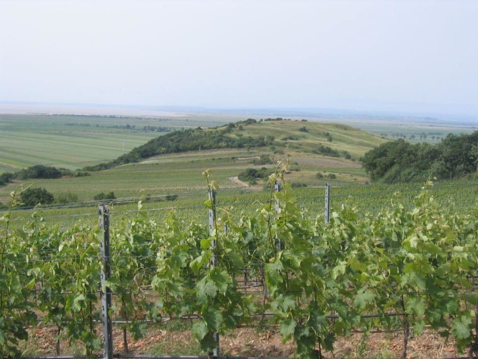 Pannorama vom Seeblick! Weingut & Gästehaus zum Seeblick - Familie Sattler