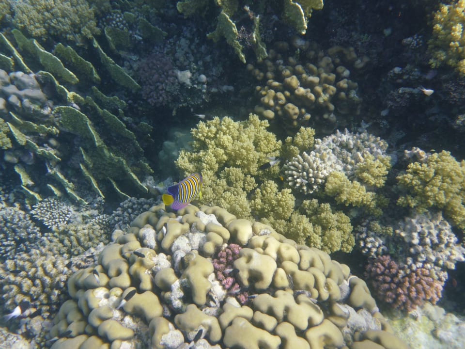 Strand Hotel Gorgonia Beach Resort