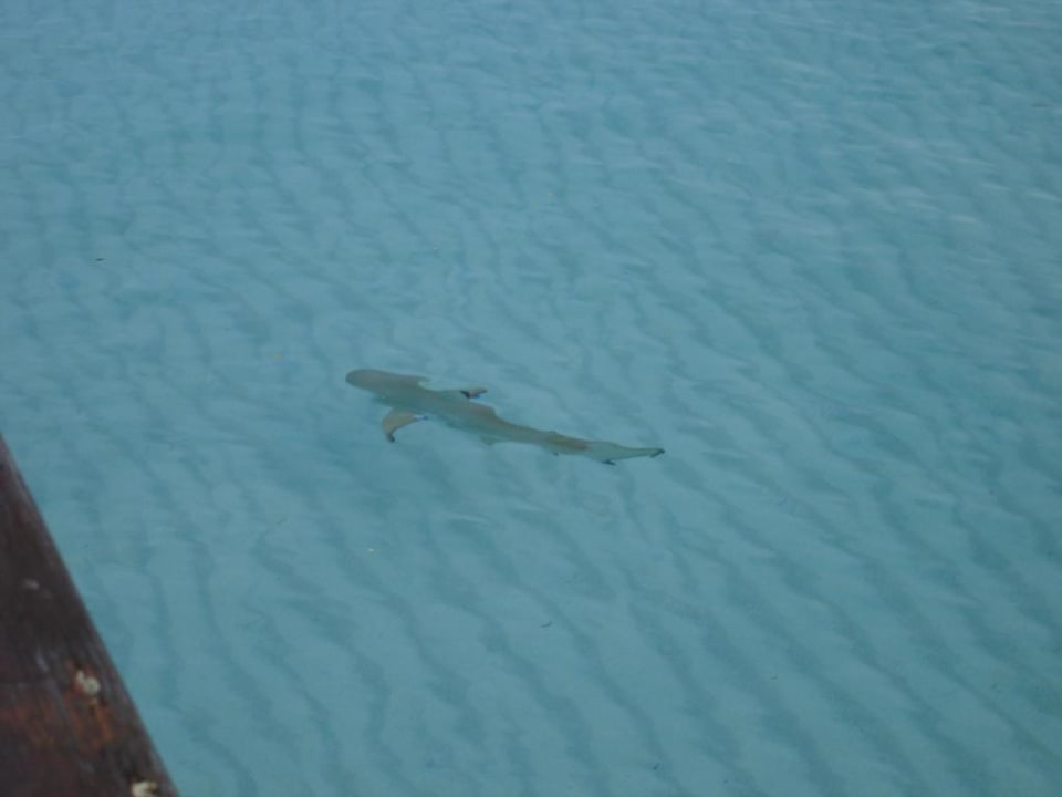 Hai aus Sicht Sunset Bar Eri Maldives