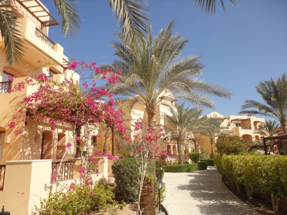 Palmen und Blüten Steigenberger Coraya Beach - Adults only