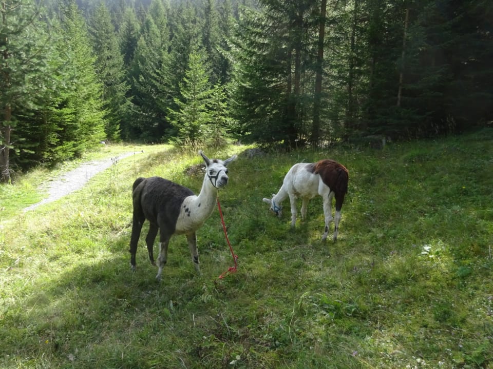 Gartenanlage Erlebnishotel Fendels