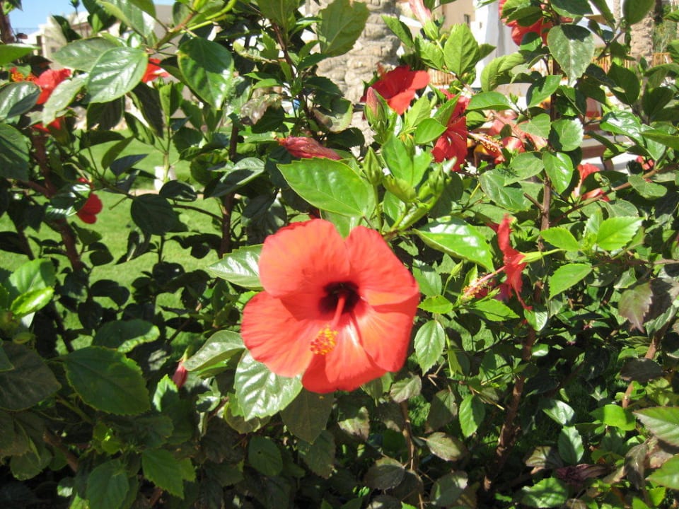 Tolle Blume The Grand Hotel Sharm El Sheikh