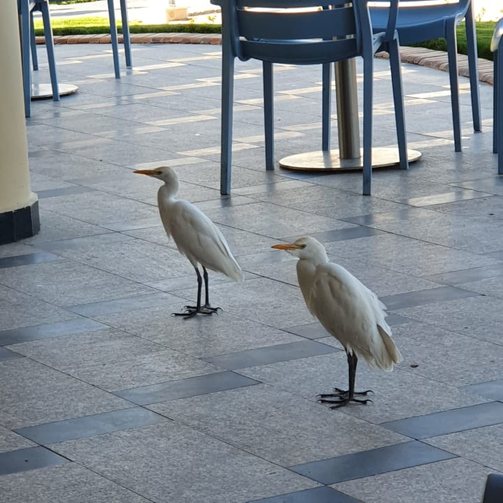 Sonstiges Beach Albatros Resort