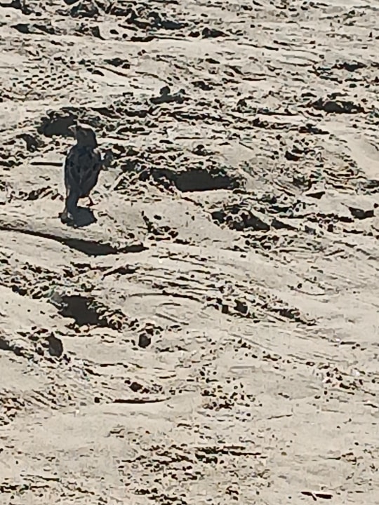 Strand Hotel Catty Cats Garden