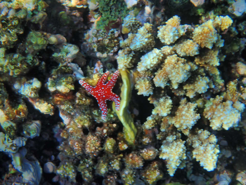 Sport & Freizeit Malikia Resort Abu Dabbab