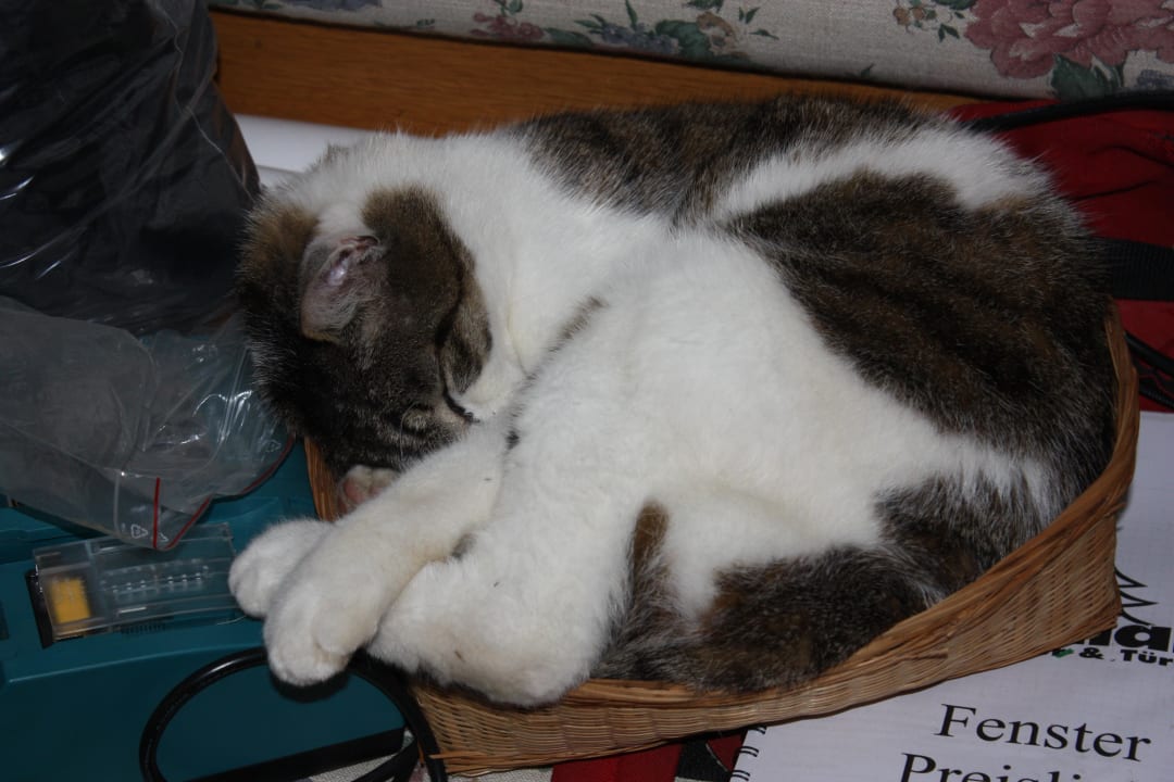 Wiesenlehens Haustieger Ferienwohnungen Wiesenlehen