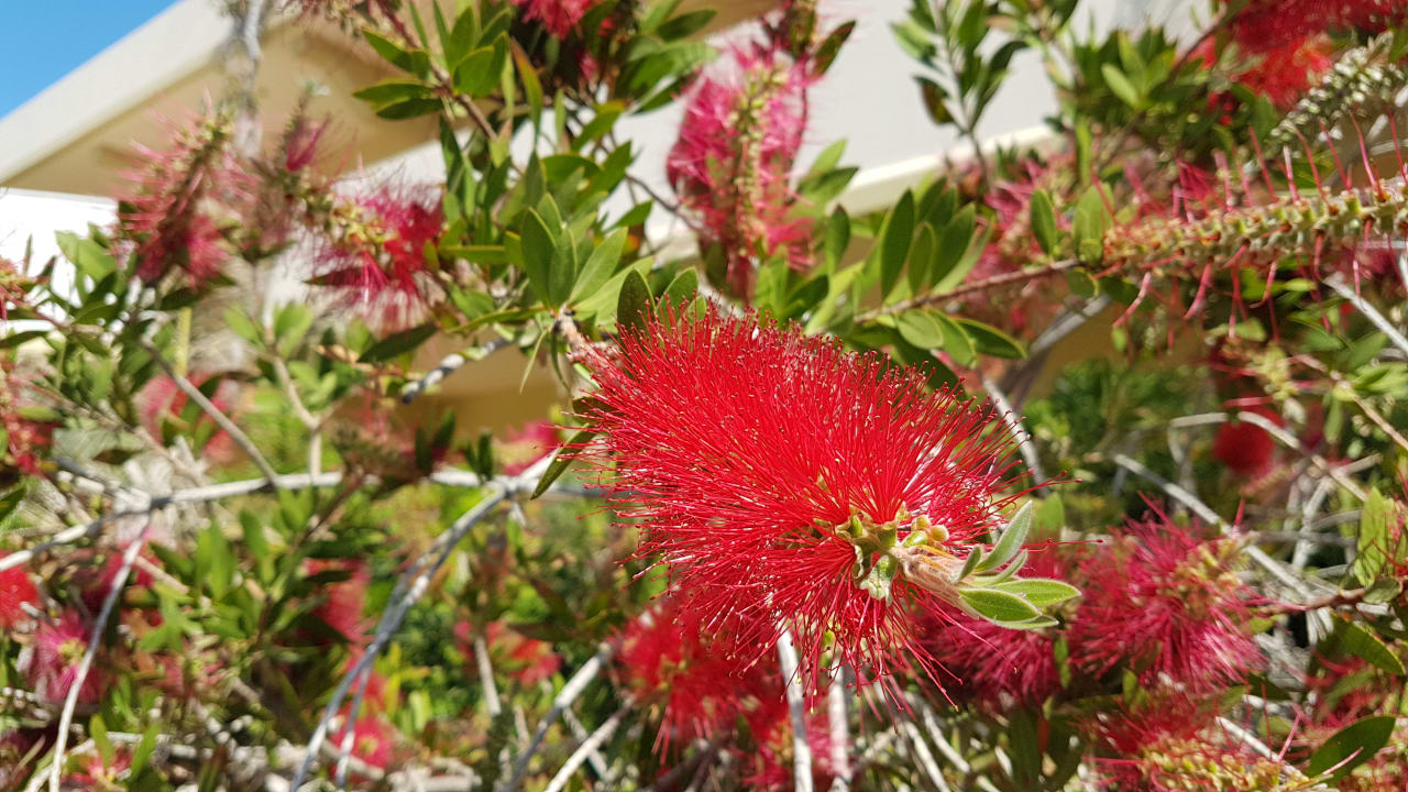 Gartenanlage Hotel Kalithea Horizon Royal