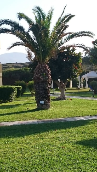 Palmen in Gartenanlage Grecotel Meli Palace