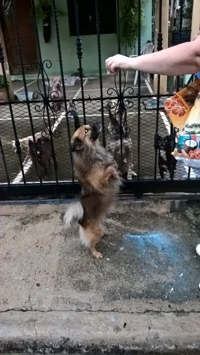 Sonstiges Privatzimmer Finca Guanabana de la Ceiba