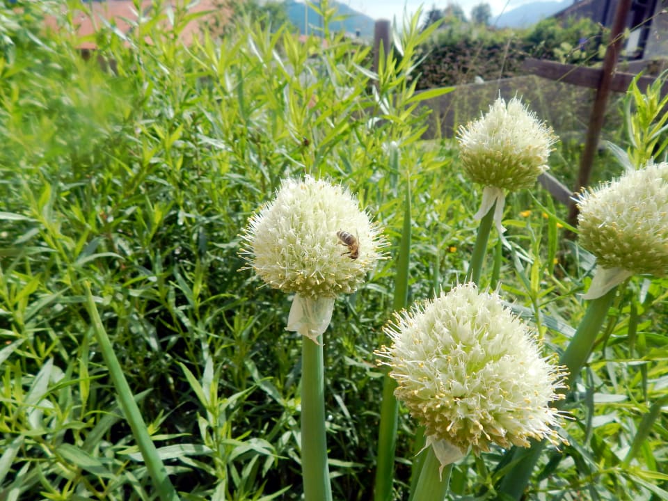 Gartenanlage Berggasthof Sonne Allgäu