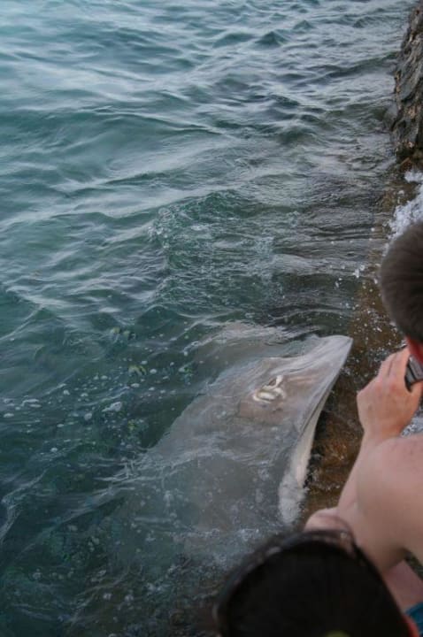 Rochen Summer Island Maldives