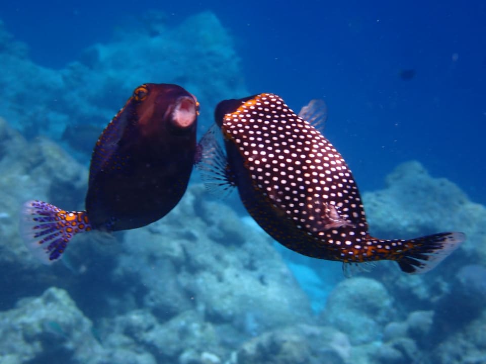 Sport & Freizeit Filitheyo Island Resort